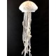 Μονόφωτο Jellyfish